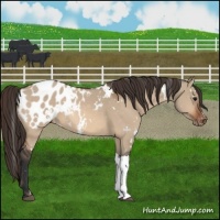 Horse Color:White Spotted Bay Dun Appaloosa 