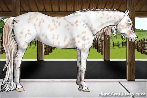 Horse Color:White Spotted Gold Champagne Dun Appaloosa 