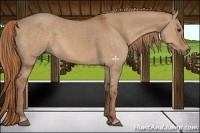 Horse Color:Red Dun 