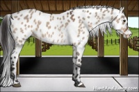 Horse Color:White Spotted Brown Dun Leopard