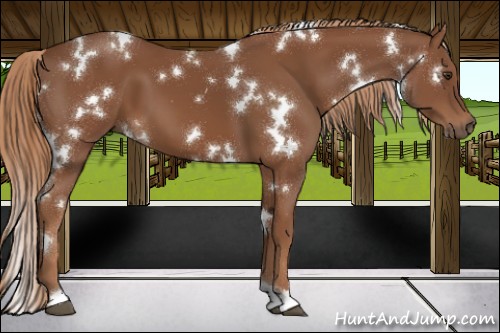 Horse Color:White Spotted Chestnut 