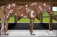 Horse Color:White Spotted Chestnut 