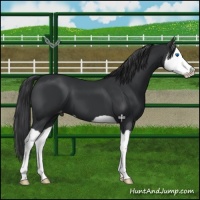 Horse Color:Black Splash Appaloosa 
