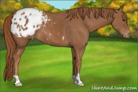 Horse Color:Chestnut Appaloosa 