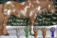 Horse Color:White Spotted Chestnut 