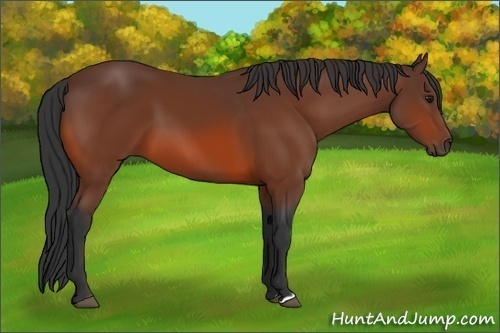Horse Color:Bay 