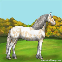 Horse Color:Gray Silver Amber Cream Champagne Roan Dun Splash Tobiano Frame Appaloosa Rabicano 