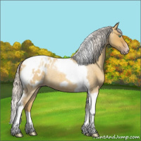 Horse Color:Gray Silver Amber Cream Champagne Roan Dun Splash Tobiano Frame Appaloosa Rabicano 