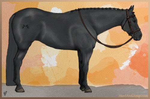 Horse Color:Black Rabicano 