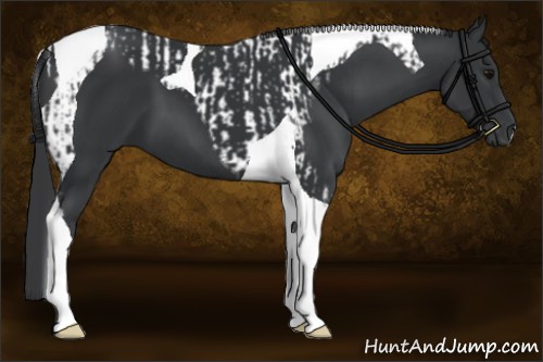 Horse Color:Black Tobiano  and Black Tobiano 