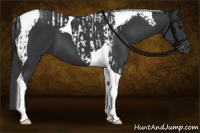 Horse Color:Black Tobiano  and Black Tobiano 