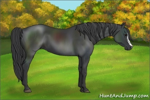 Horse Color:Black 