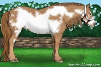 Horse Color:Chestnut Frame