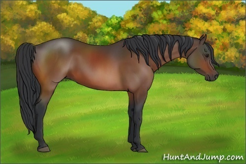 Horse Color:Brown 