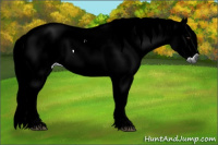 Horse Color:Gray Chestnut 