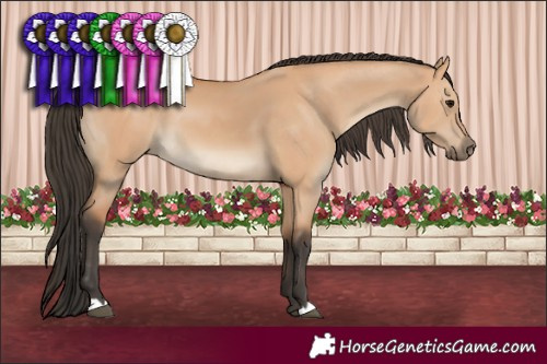 Horse Color:Bay Dun