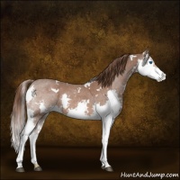 Horse Color:White Spotted Liver Red Roan Splash 