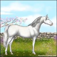 Horse Color:White Spotted Cremello Dun Splash 