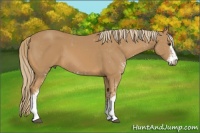 Horse Color:Chestnut Sabino