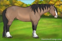 Horse Color:Bay Dun Splash 