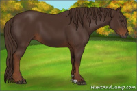 Horse Color:Gray Chestnut 