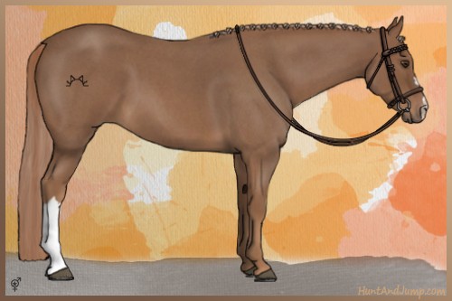 Horse Color:Red Roan