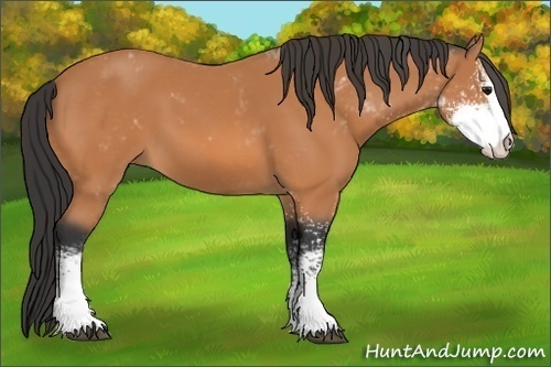 Horse Color:Bay Sabino 