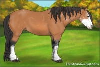 Horse Color:Bay Sabino 