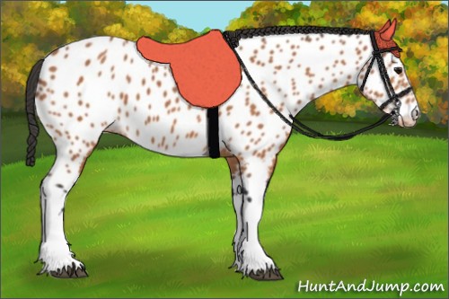 Horse Color:Bay Appaloosa 