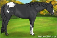 Horse Color:Black Appaloosa
