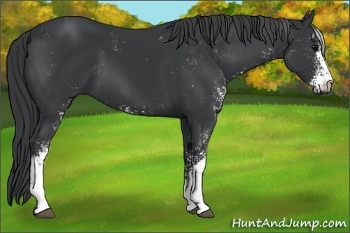 Horse Color:Black Sabino