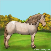 Horse Color:Red Roan Appaloosa 