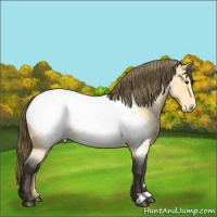 Horse Color:Buckskin Roan Appaloosa 