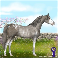 Horse Color:Chocolate Palomino Mushroom Sabino Varnish Rabicano 