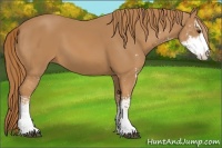 Horse Color:Chestnut Sabino