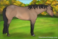 Horse Color:Bay Dun 