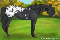 Horse Color:Black Appaloosa 