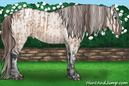 Horse Color:Bay Dun Appaloosa  and Bay Dun Appaloosa 