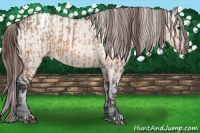 Horse Color:Bay Dun Appaloosa and Bay Dun Appaloosa
