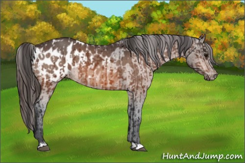 Horse Color:Bay Appaloosa  and Bay Appaloosa 