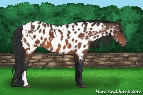 Horse Color:Bay Near Leopard  and Bay Near Leopard 