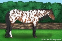 Horse Color:Bay Appaloosa and Bay Appaloosa