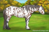 Horse Color:Bay Appaloosa  and Bay Frame Appaloosa 