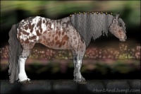 Horse Color:Brown Appaloosa  and Brown Appaloosa 