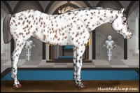 Horse Color:Bay Near Leopard and Bay Near Leopard
