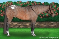 Horse Color:Bay Blanket  and Bay Blanket 