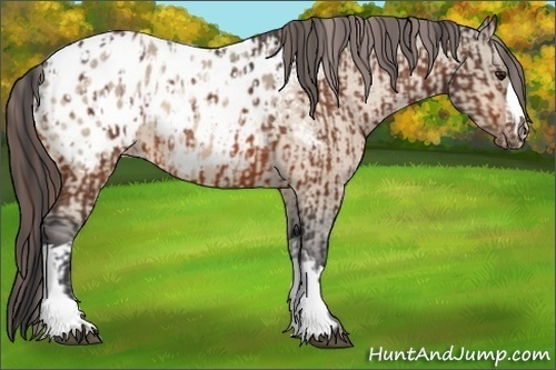 Horse Color:Bay Appaloosa  and Bay Dun Appaloosa 
