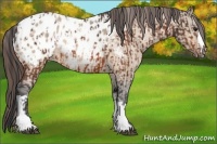 Horse Color:Bay Appaloosa  and Bay Dun Appaloosa 