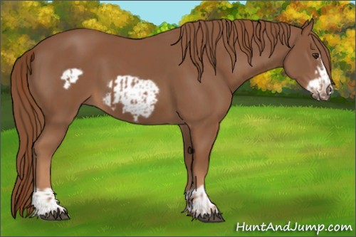 Horse Color:Chestnut  and Chestnut Frame 
