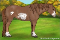 Horse Color:Chestnut  and Chestnut Frame 